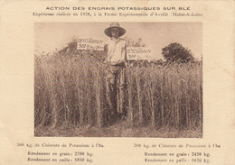 Agriculture - Culture Blé - Agrochimie - Engrais Potasse - Ferme D'Avrillé 49 - Cultivation