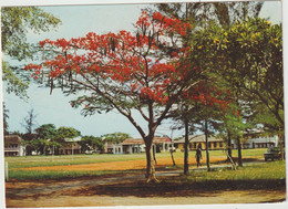 Nigéria :  LAGOS : Flame  Tree , Yaba  Collège  Of  Technology  Campus - Nigeria