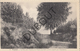 VIRGINAL  - Postkaart-Carte Postale - Le Bois Des Nonnes (C794) - Ittre
