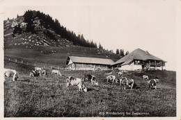 Alp Rinderberg Bei Zweisimmen ( Plis D'angle) - Zweisimmen