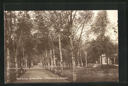 AK Bad Sulza, Birkenallee Und Trinkhalle Im Kurpark - Bad Sulza