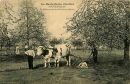 Fougerolles * Le Labour Sous Les Cerisiers En Fleurs * Travail Aux Champs * Attelage Boeufs Labourage - Autres & Non Classés