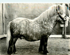 Cheval Chevaux * Hippisme Hippique * PONEY SHETLAND * élevage éleveur * équestre équitation Haras - Paarden