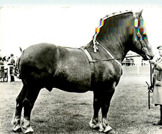 Cheval Chevaux * Hippisme Hippique * étalon SUFFOLK * élevage Anglais éleveur * équestre équitation Haras - Paarden