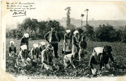 CPA - Karten Bost - PLOUGASTEL - DAOULAS - Une Cueillette De Fraises, Animé - Plougastel-Daoulas