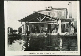 ► (1929) CHIOGGIA - Cernita Del Pesce  - Coupure De Presse Italienne   Originale (Encart Photo) - Historische Dokumente