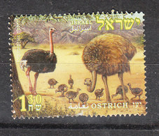 Israele   -   2005. Struzzi.Ostriches - Straussen- Und Laufvögel