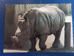 Bratislava ZOO .  Rhino 1970s Postcard - Rhinozeros