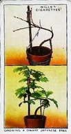 ► GARDEN HINTS - Image Chromo WILL'S CIGARETTE Imperial Tobacco - Wills