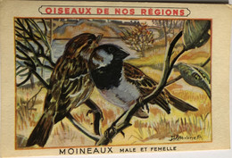 17 Cartes Postales OISEAUX DE NOS RÉGIONS - Birds