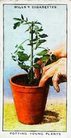 ► GARDEN HINTS - Image Chromo WILL'S CIGARETTE Imperial Tobacco - Wills