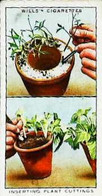 ► GARDEN HINTS - Image Chromo WILL'S CIGARETTE Imperial Tobacco - Wills