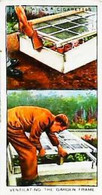 ► GARDEN HINTS - Image Chromo WILL'S CIGARETTE Imperial Tobacco - Wills