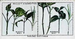 ► GARDEN HINTS - Image Chromo WILL'S CIGARETTE Imperial Tobacco - Wills