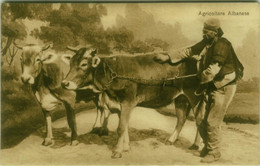 ALBANIA - AGRICOLTORE ALBANESE  /  ALBANIAN FARMER - 1920s (BG10892) - Albania