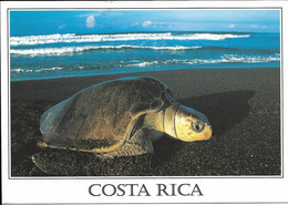 Cp Tortue De Mer Du Costa Rica - Tortues