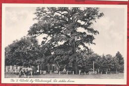 NL.- Winterswijk, In 't Woold. De Dikke Boom. Uitgave Boekhandel G.J. Albrecht. - Winterswijk