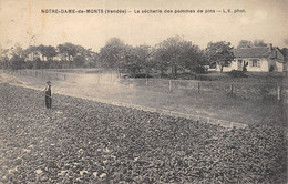 CPA 85 NOTRE DAME DE MONT LA SECHERIE DES POMMES DE PINS - Autres & Non Classés