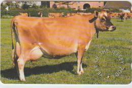 #14 - JERSEY-12 - COW - Other - Europe