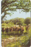 #14 - JERSEY-13 - COW - Other - Europe