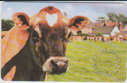 #14 - JERSEY-14 - COW - Other - Europe