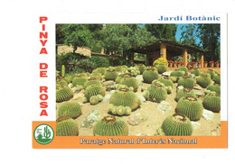 Cpm - Espagne Jardí Botànic Tropical Pinya De Rosa BLANES - Cactus - - Cactus