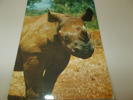 B788  Rinoceronte Viaggiata Pieghine Angoli - Rhinocéros