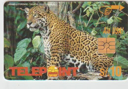 #14 - PERU-20 - Jaguar U Otorongo - Pérou