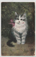 GREY AND WHITE CAT WITH A PINK RIBBON - Gatos