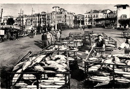 St Jean De Luz * Déchargement Des Thons Sur Le Quai * Pêche * La Maison De L'infante - Saint Jean De Luz