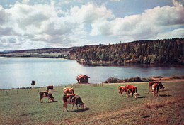 LE LAC DE SAINT POINT A CHAON VACHE - Sonstige & Ohne Zuordnung