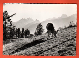 ZPC-08 Les Cerniers Les Giettes Au-dessus De Monthey. Dent Du Midi  Vache Au Paturage Pôt 16171-13  André Pôt. Circulé - Monthey