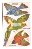 Raphael Tuck "Birds On The Wing" Novelty Cut Out Postcard No. 3375 - American Blue Bird, Budgerigar, Weaver Bird - Birds