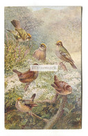 Common Wren, Gold Crested Wren, Fire Crested Wren - Old Artistic Postcard By George Rankin, J. Salmon No. 2249 - Vogels