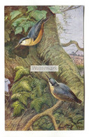 Nuthatches - C1960's Artistic Postcard By George Rankin, J. Salmon No. 1833 - Vogels