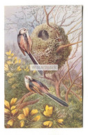 Long Tailed Tits And Nest - Old Artistic Postcard By George Rankin, J. Salmon No. 1829 - Vogels