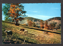 Col De BUSSANG (88 Vosges) Pâturages Au Col - Moutons, Brebis  (Editions La Cigagne N° 88.081.20) - Col De Bussang