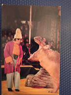 Soviet Circus. Clown From Armenia Stepan Isaakyan With Hippo. 1975 - Hippopotames