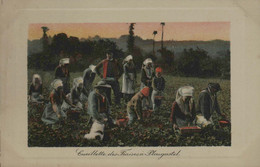 29 - Cueillette Des Fraises à PLOUGASTEL - Plougastel-Daoulas