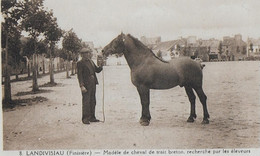 29 -LANDIVISIAU (Finistère) - Modèle De Cheval De Trait Breton, Recherché Par Les éleveurs De France Et étrangers - Landivisiau