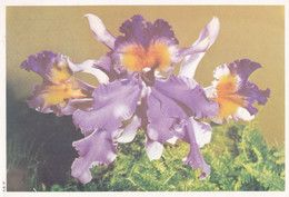 Télégramme De Philantropie Illustré Fleur Orchid ? Photogramme ? A.B.41 Au Verso Obl BRUXELLES  2 IX 1978  Pas Courant - Telegraphenmarken