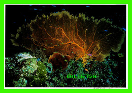 NOUMEA, NOUVELLE CALÉDONIE - AQUARIUM, GORGONE, UNDERWATER LIFE - EDITIONS SOLARIS NOUMEA - PHOTO P. LABOUTE - - New Caledonia