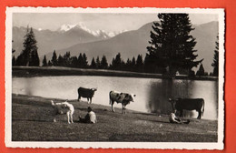 ZPE-16 Crans-Montana- Troupeau De Vaches D'Hérens  Dubost 1094  Circulé 1947 ? Timbre Manque - Crans-Montana