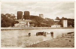 Rhuddlan Castle- Cattle Bathing In The River (Valentine's "Photo Brown" 18720) - Denbighshire