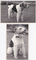 TERRIER TYPE DOG, 2 PHOTOS - Dogs