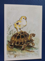 Gamburger.  TURTLE AND CHICKEN - Testudo Gigantea  Tortue  Old Postcard 1984 - RARE! - Tortues