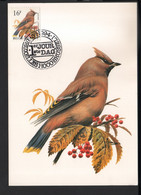 BUZIN / CARTE MAX / COB 2534 / JASEUR BOREAL - PESVOGEL - 1985-.. Birds (Buzin)