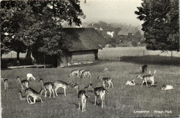 LANGENTHAL - HIRSCH PARK - Langenthal