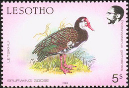Lesotho 1981  Oie-armée De Gambie,:  Spur-winged Goose - Oche