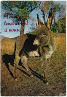 Un âne (carte Voyagée) - Ezels